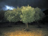 Allegory of Olives, 2003-05